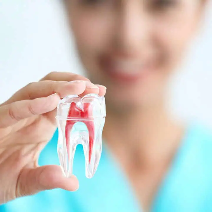 A person in a blue shirt holds a clear, plastic tooth model with visible red roots, smiling in the background.