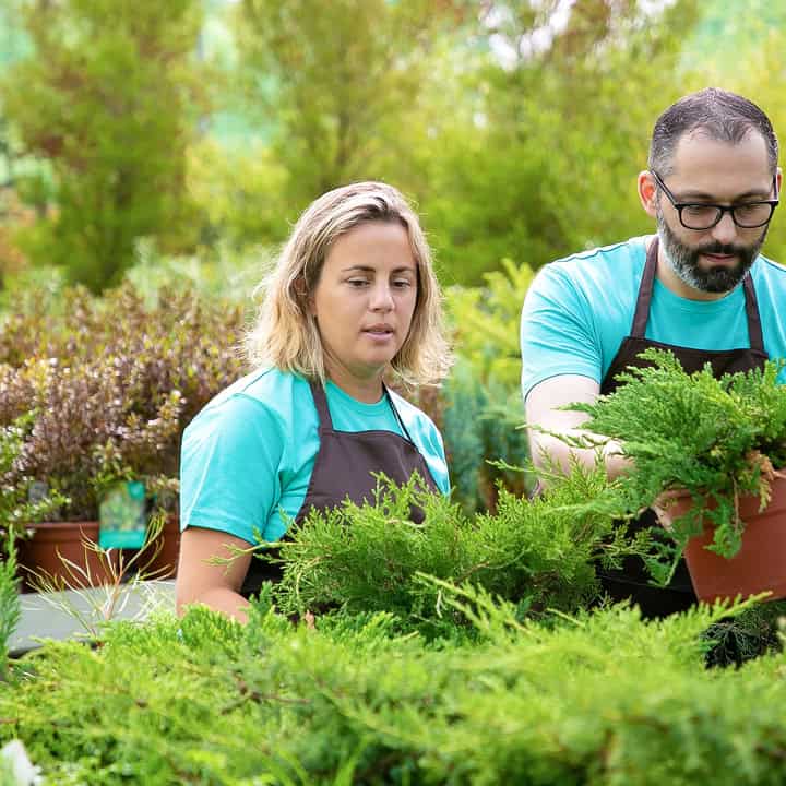 Two people wearing teal shirts and black aprons are working with green plants outdoors, surrounded by various potted shrubs and trees in a garden or nursery setting.
